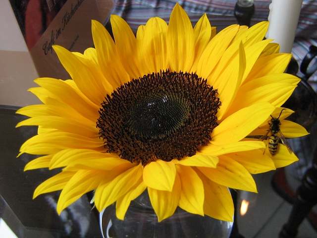 Sonnenblume fotografiert von Christiane Kupke